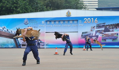 警犬训练员和警犬的合拍示范。